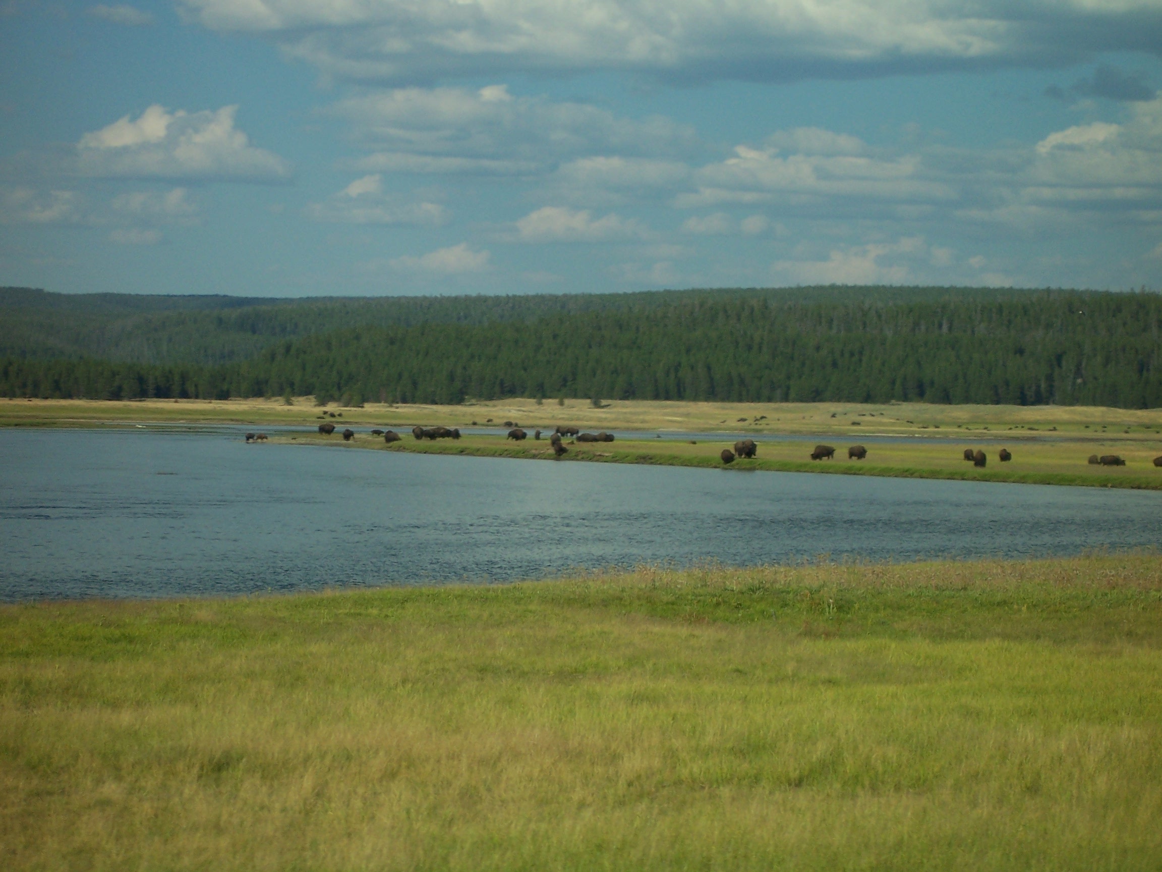 Grazing buffalo.