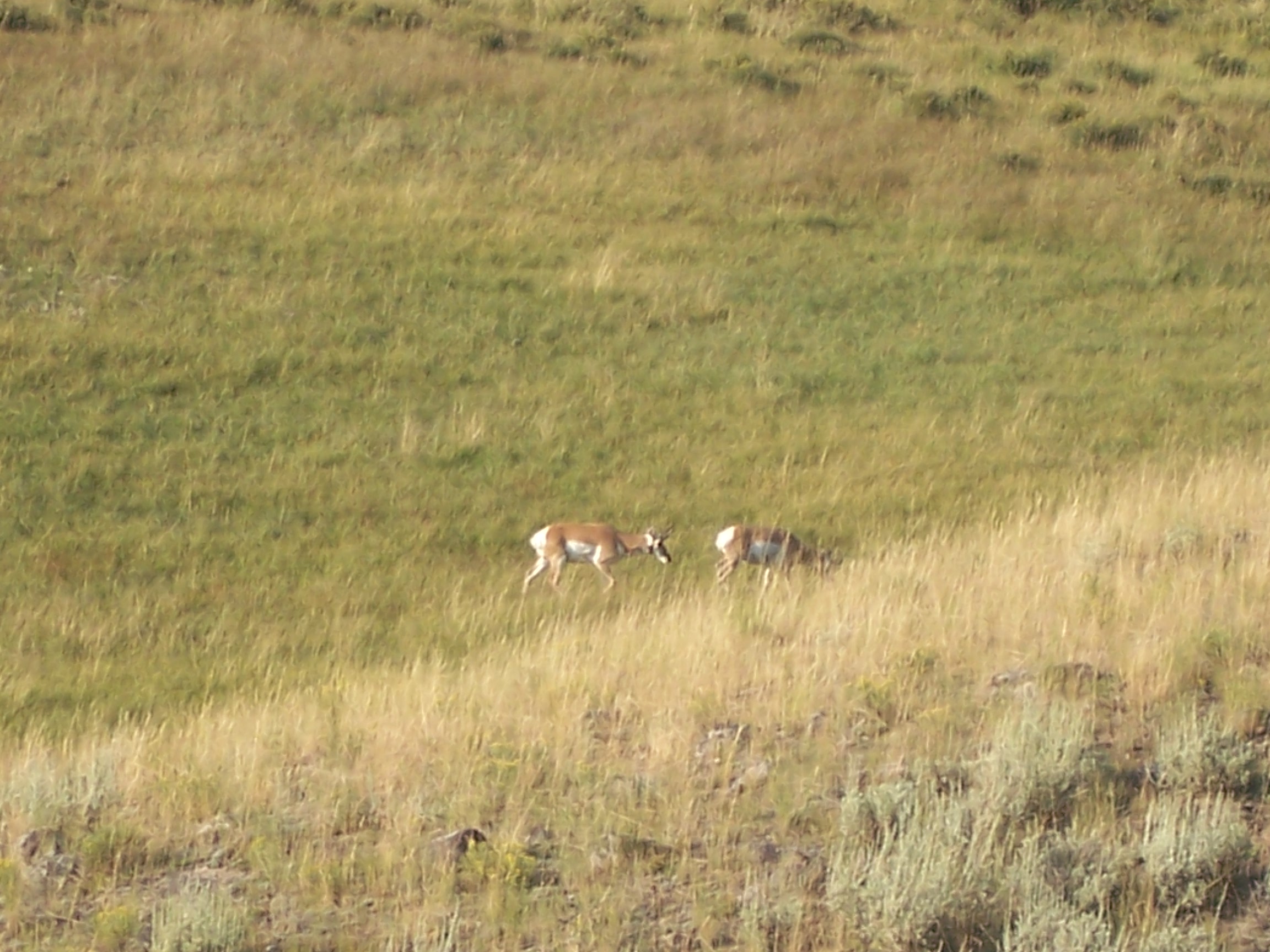 Pronghorn Antelope.