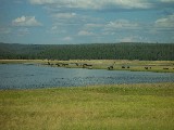 Grazing buffalo