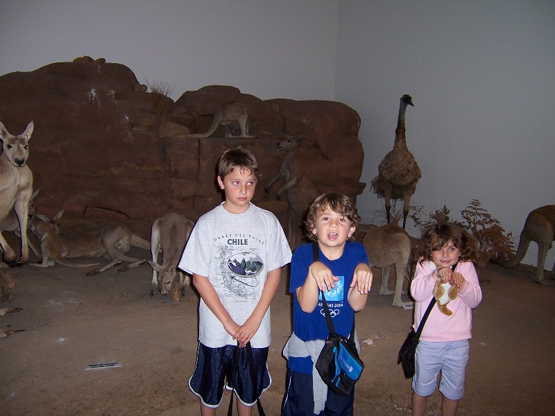 Natural history museum in Brisbane. Stuffed Animals.