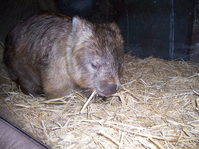 Wombat