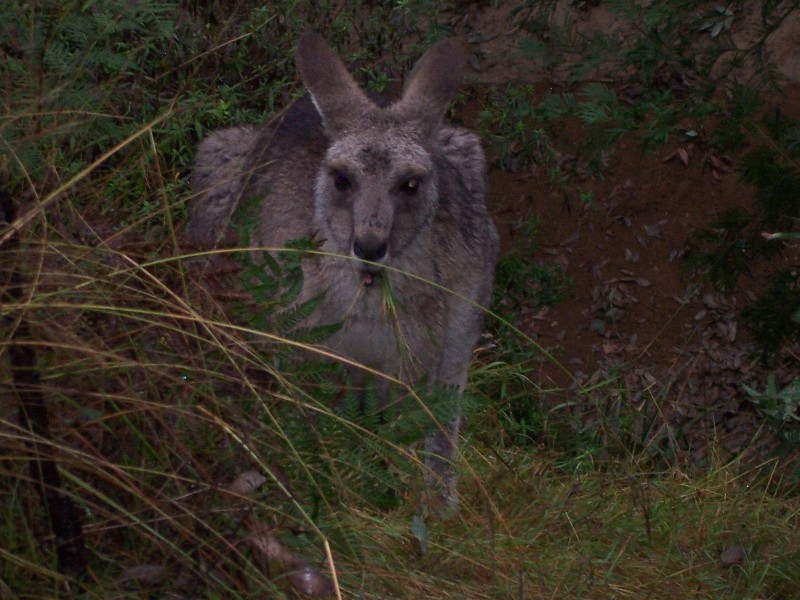 Blue Mountains, Wild Kangaroo close up