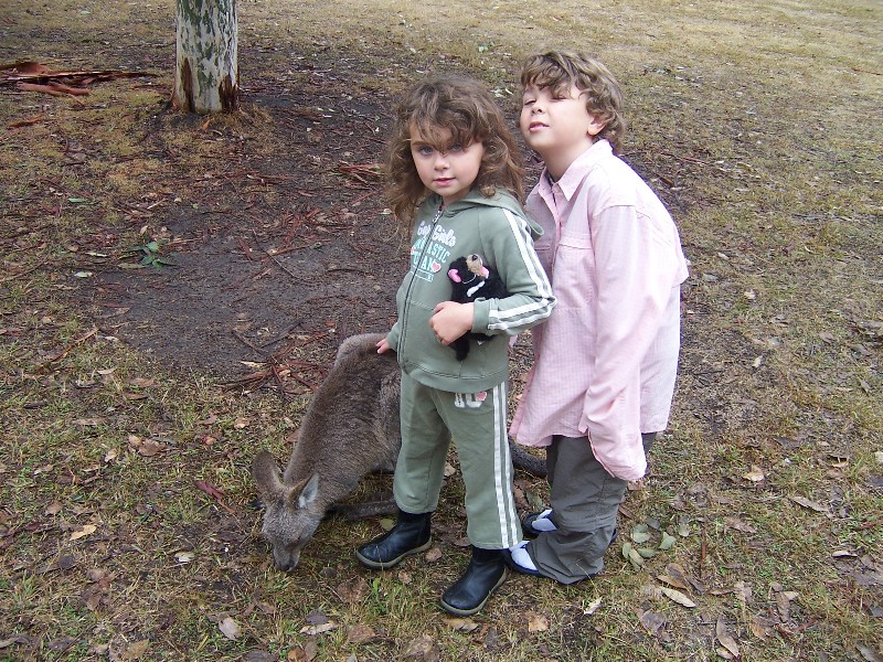 Blue Mountains, Wild Kangaroos, but they could still be petted