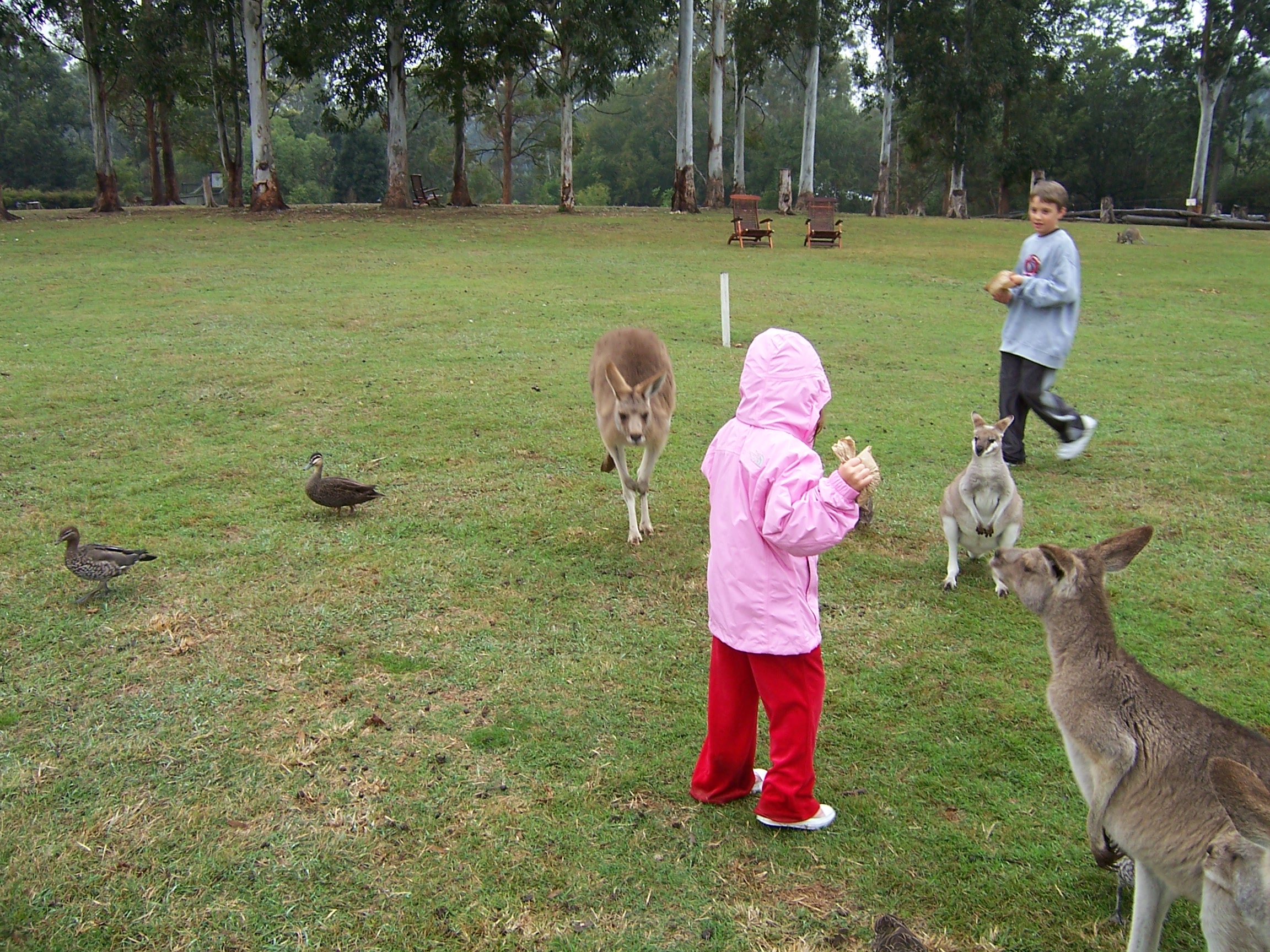 Feeding Kangaroos at the Brisbane Koala Sanctuary