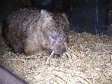 Wombat