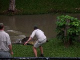 Argo was a very aggressive crocodile captured by Steve Irving alias Crocodile Hunter.