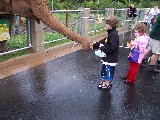 Feeding Elephants at Brisbane Zoo