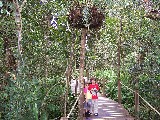 Rainforest dudes in the North Australian rainforest