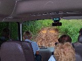 Road in the Rainforest