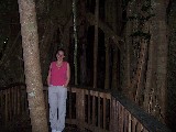 Gigant tree in the rain forest