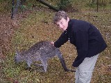 Blue Mountains, Wild Kangaroos, but they could still be petted