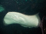 Manta Ray Sydney Aquarium